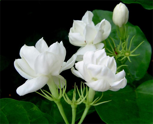 那阵花香,是我的思念…….