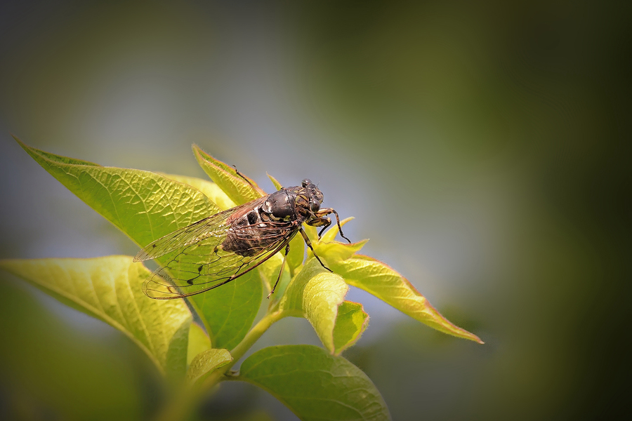 短篇小说：那家乡夏日的蝉